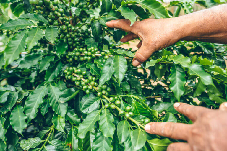 Imagem mostra mão de homem colhendo frutos em uma plantação com folhas bem verdes