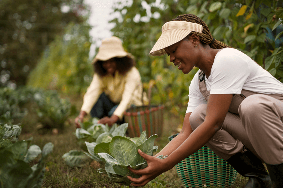 Imagem mostra mulheres colhendo folhas no campo. Ambas as mulheres de pele preta.