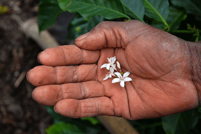 Imagem mostra palma da mão de homem de pele preta, segurando flores. A imagem quer representar agroecologia, solo, plantação.