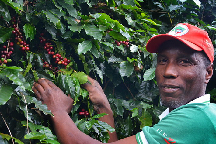 Imagem mostra representante da cooperativa CONCENTRA (um homem preto) segurando folhas de café