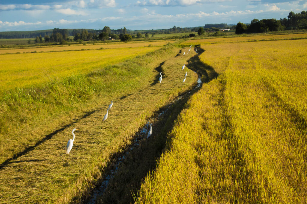 Imagem mostra plantação, com folhagem bem verde