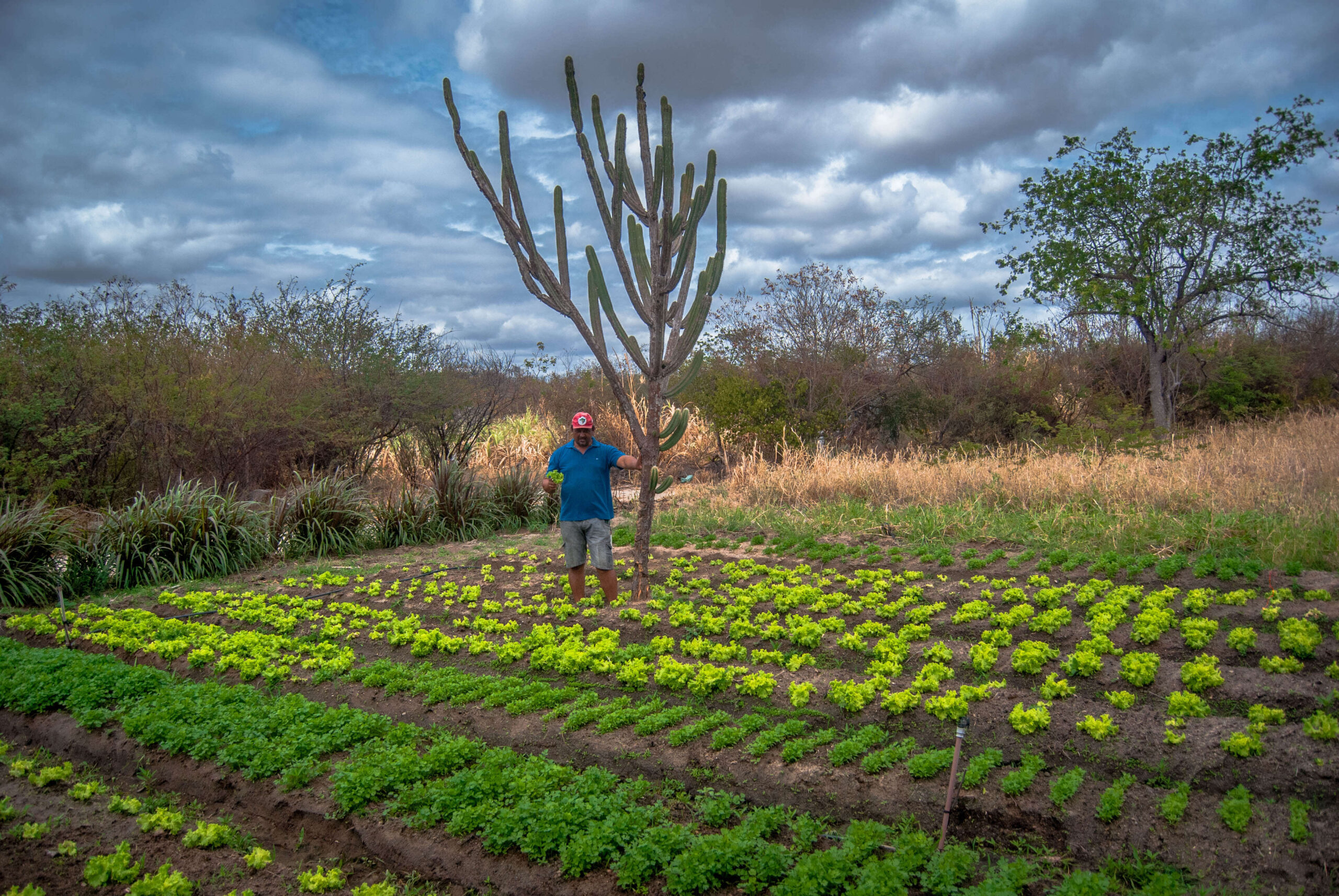 Imagem mostra homem em plantação, próximo a um cacto