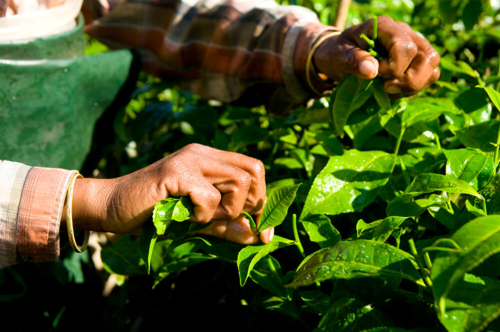 Imagem mostra mão de pessoa mexendo na plantação, em folhas verdes