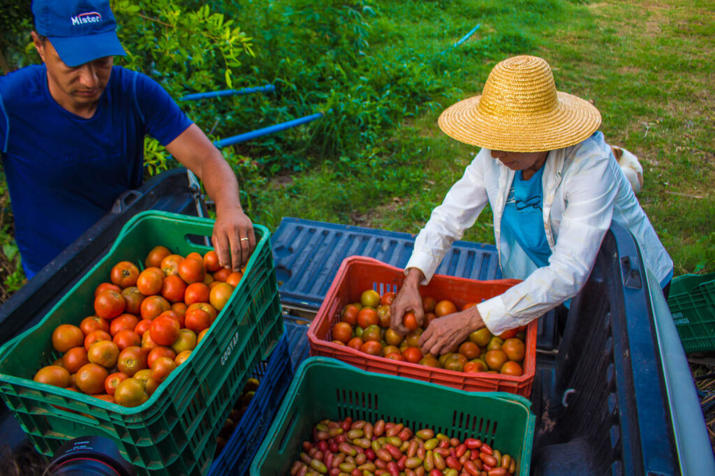 Imagem mostra homem e mulher mais velhos, colocando caixas de tomate no caminhão.
