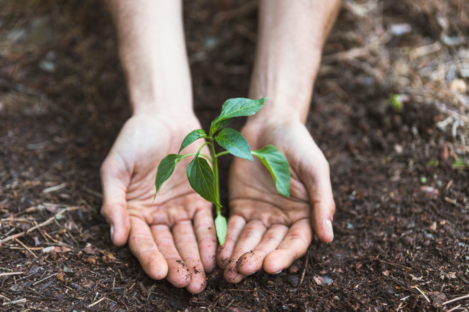 Imagem mostra pessoa com mão no solo, mostrando planta crescendo