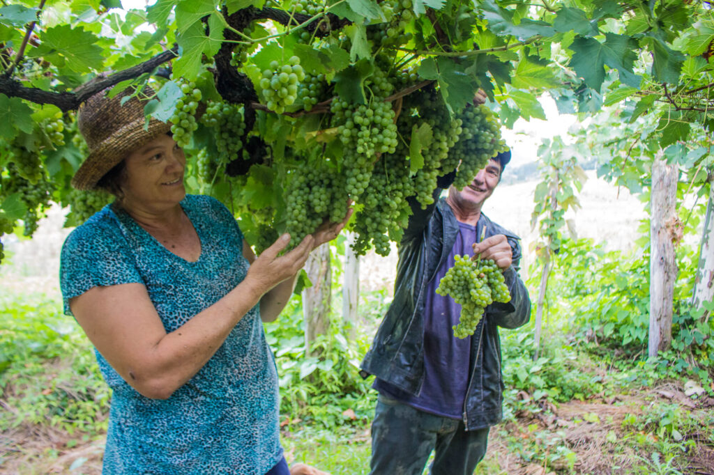 Imagem mostra homem e mulher mais velhos debaixo de plantação de uvas verdes