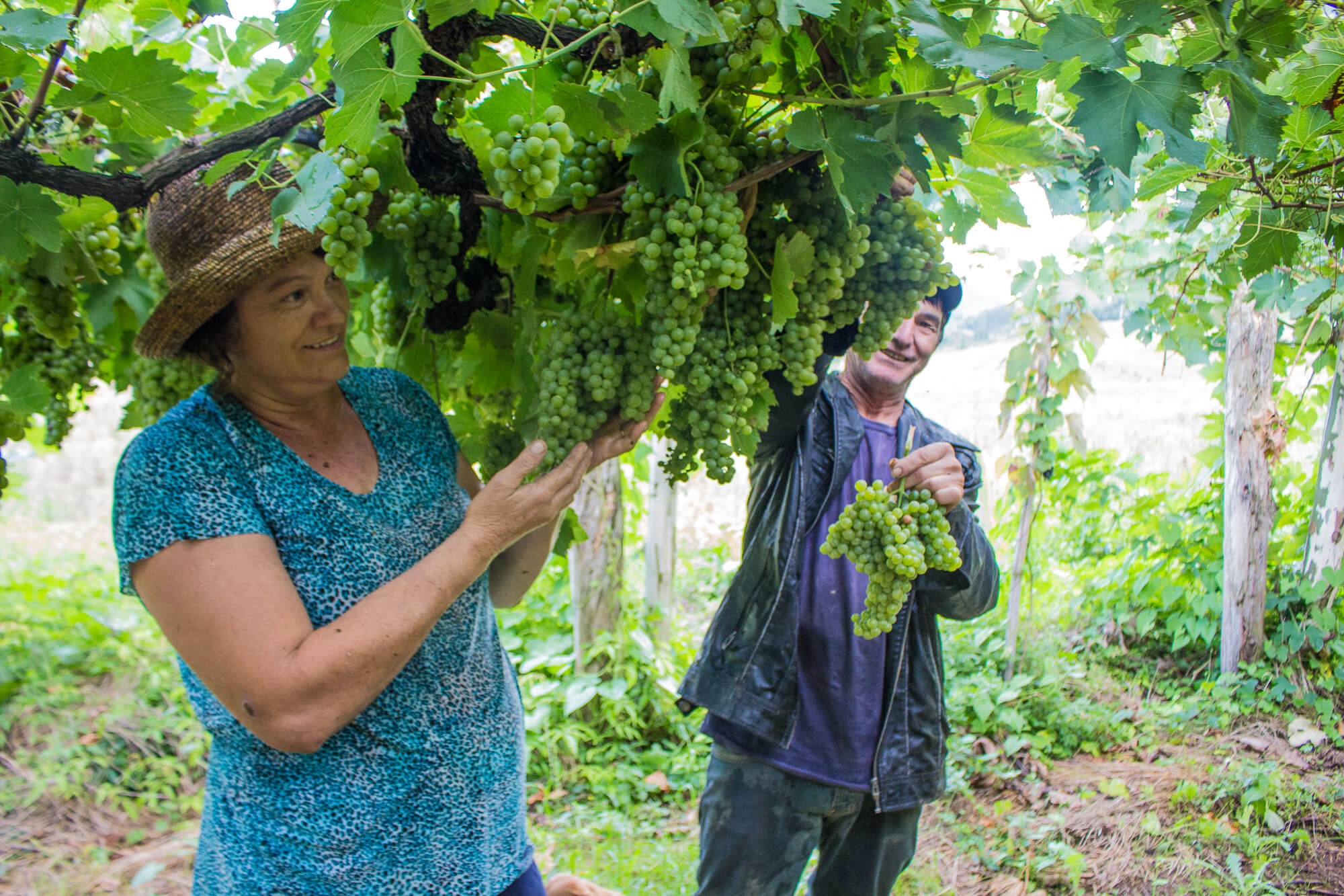 Imagem mostra homem e mulher mais velhos debaixo de plantação de uvas verdes