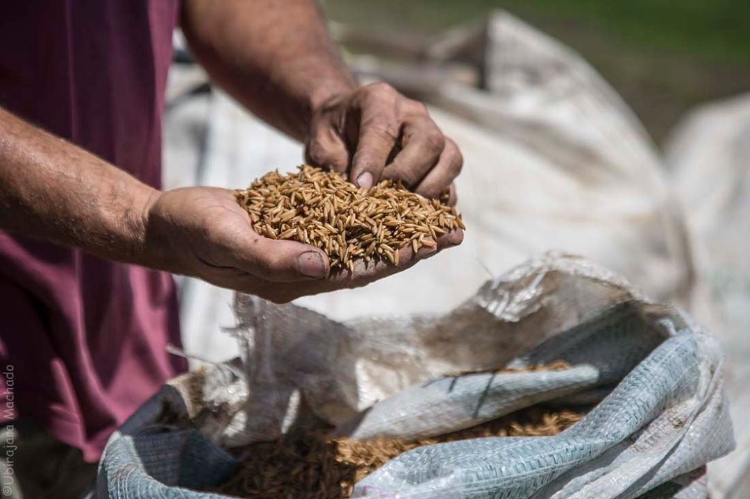 Imagem mostra mão de homem segurando grãos de arroz, como se estivesse selecionando