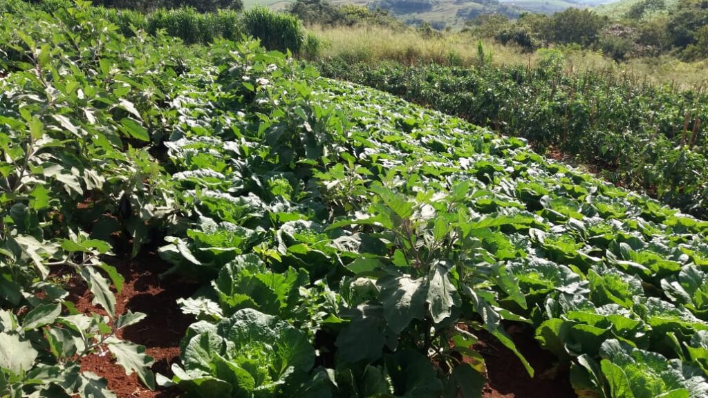 Imagem mostra plantação bem verde