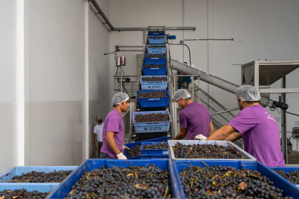 Imagem mostra fábrica de suco de uva. Na imagem as frutas estão em caixa, passando pela esteira de produção.