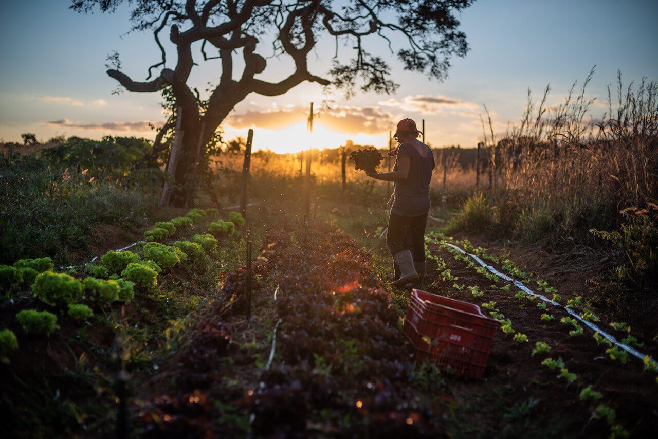 Imagem mostra homem colhendo em solo. Ao fundo por do soll e plantação verde.