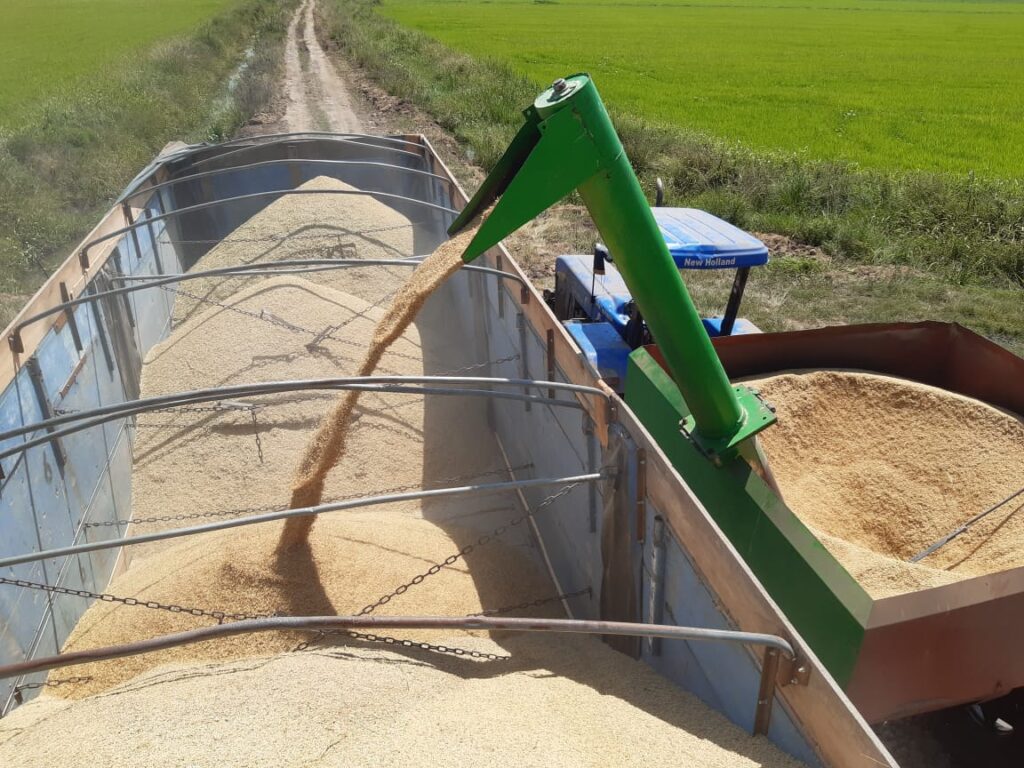 Imagem mostra máquina colhendo grãos em campo de agricultura