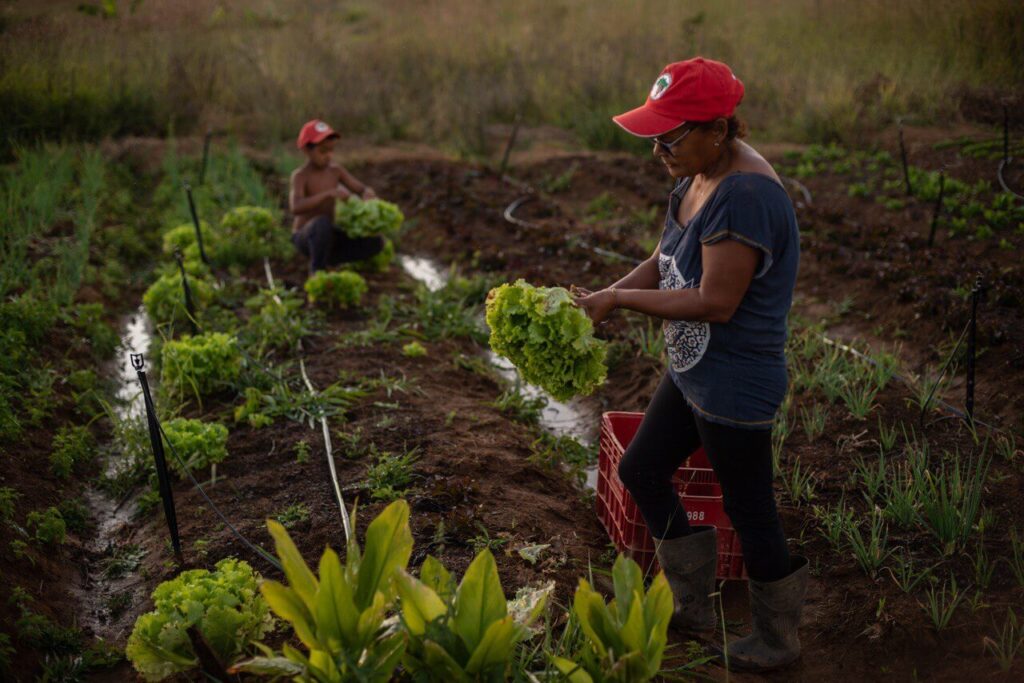 Imagem mostra mulheres no campo colhendo folhas