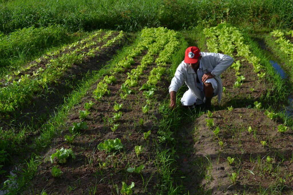 Imagem mostra pessoa no campo colhendo folhas verdes.