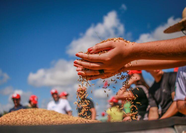 Imagem mostra pessoas no campo. E o foco da imagem está em uma pessoa segurando grão de arroz nas mãos, enquanto os grãos escorrem por ela.