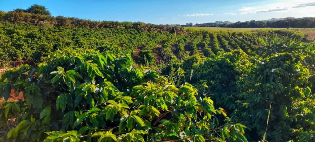 Imagem mostra cenário de plantação de cooperativa FINAPOP