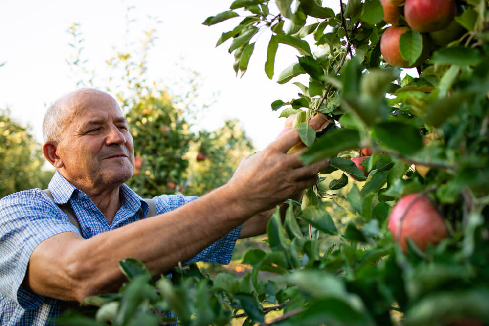 Agricultor colhendo fruta em sistema de agroecologia e produção sustentável