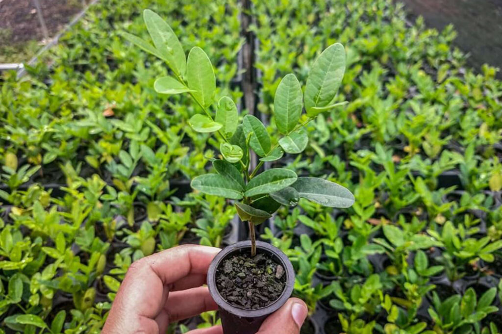 Produção de mudas em viveiro de cooperativas agrícolas sustentáveis