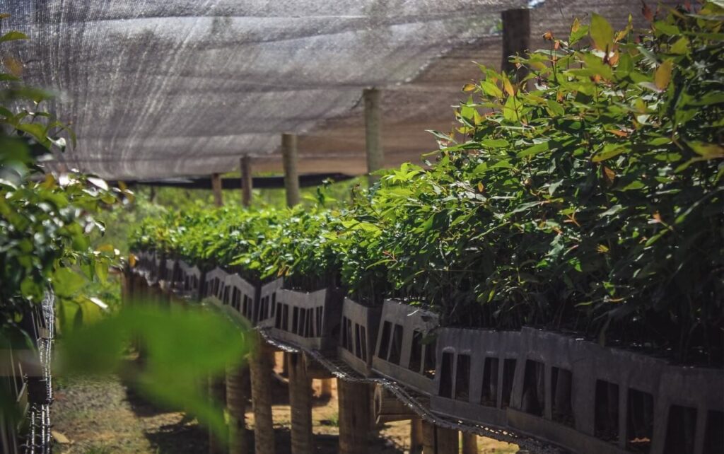 Viveiro de mudas organizado por cooperativas agrícolas para produção sustentável