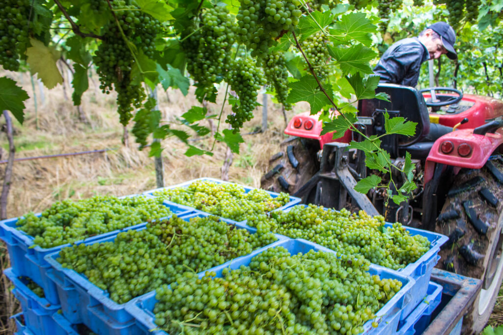 Colheita de uvas em cooperativa agrícola para investir em cooperativas rurais