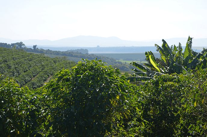 Paisagem de plantação sustentável para investir com impacto e preservar o meio ambiente