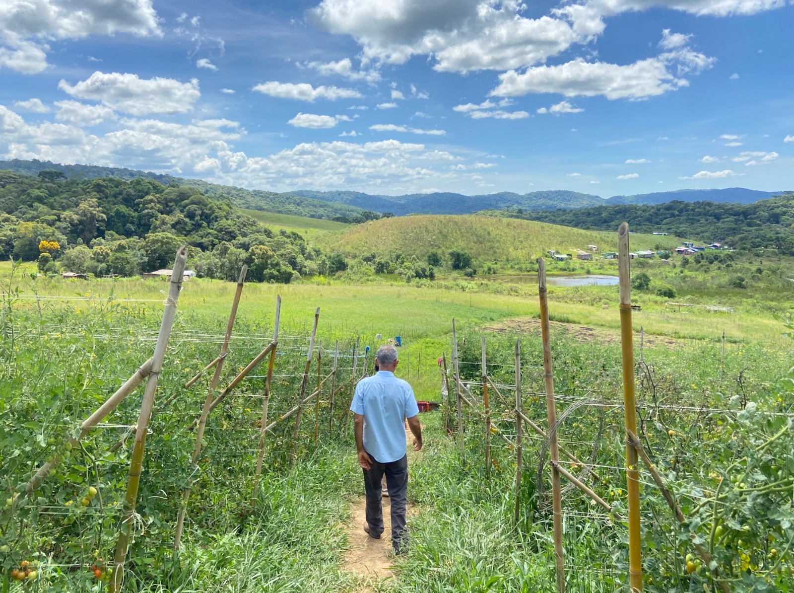 Agricultor em plantação ligada a cooperativas e sustentabilidade rural
