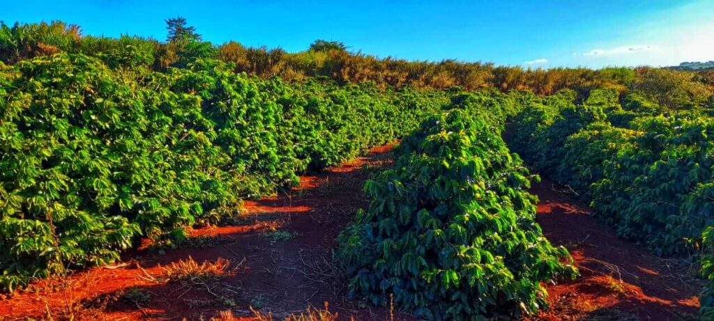 Lavoura agrícola sustentável contribuindo para a segurança alimentar no campo