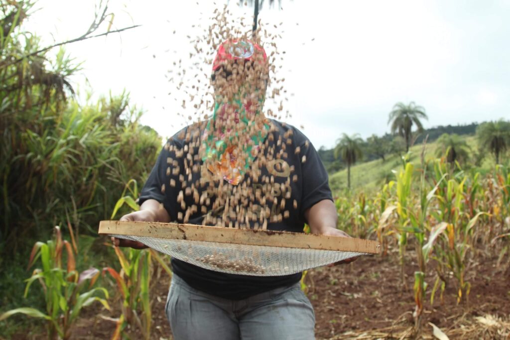 Agricultor realizando seleção de grãos para fortalecer a segurança alimentar