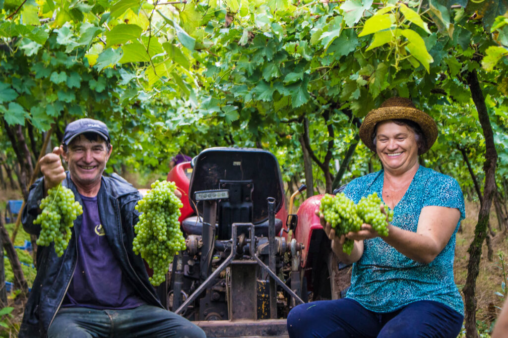 Produtores rurais exibindo colheita de uvas que fortalece a segurança alimentar