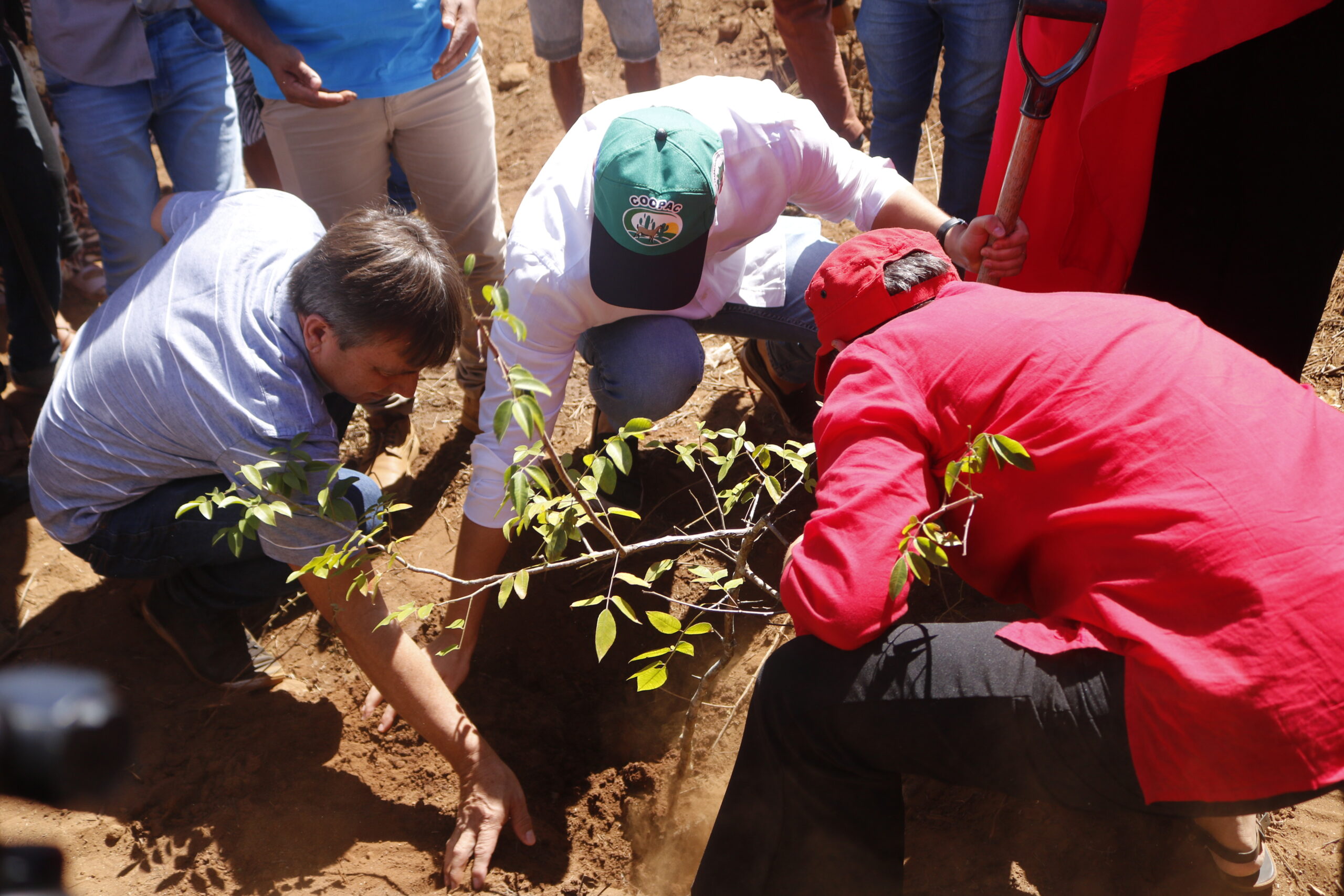 Imagem mostra 3 homens de cooperativas que tem acesso ao crédito plantando no solo uma muda