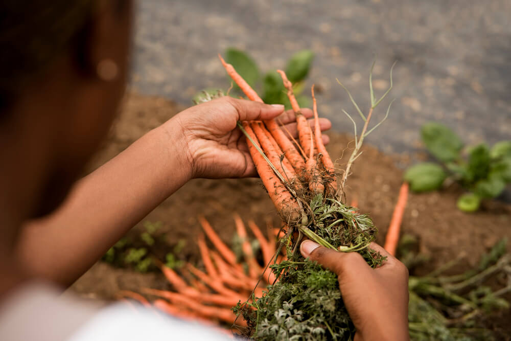 Produtora rural colhendo cenouras em sistema de agricultura familiar e economia regenerativa