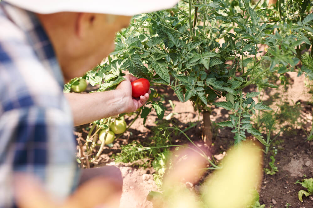 Agricultor colhendo tomates em produção sustentável baseada na economia regenerativa