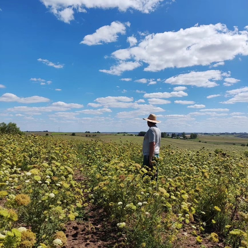 Produtor rural em plantação vinculada à agricultura familiar e ao cooperativismo